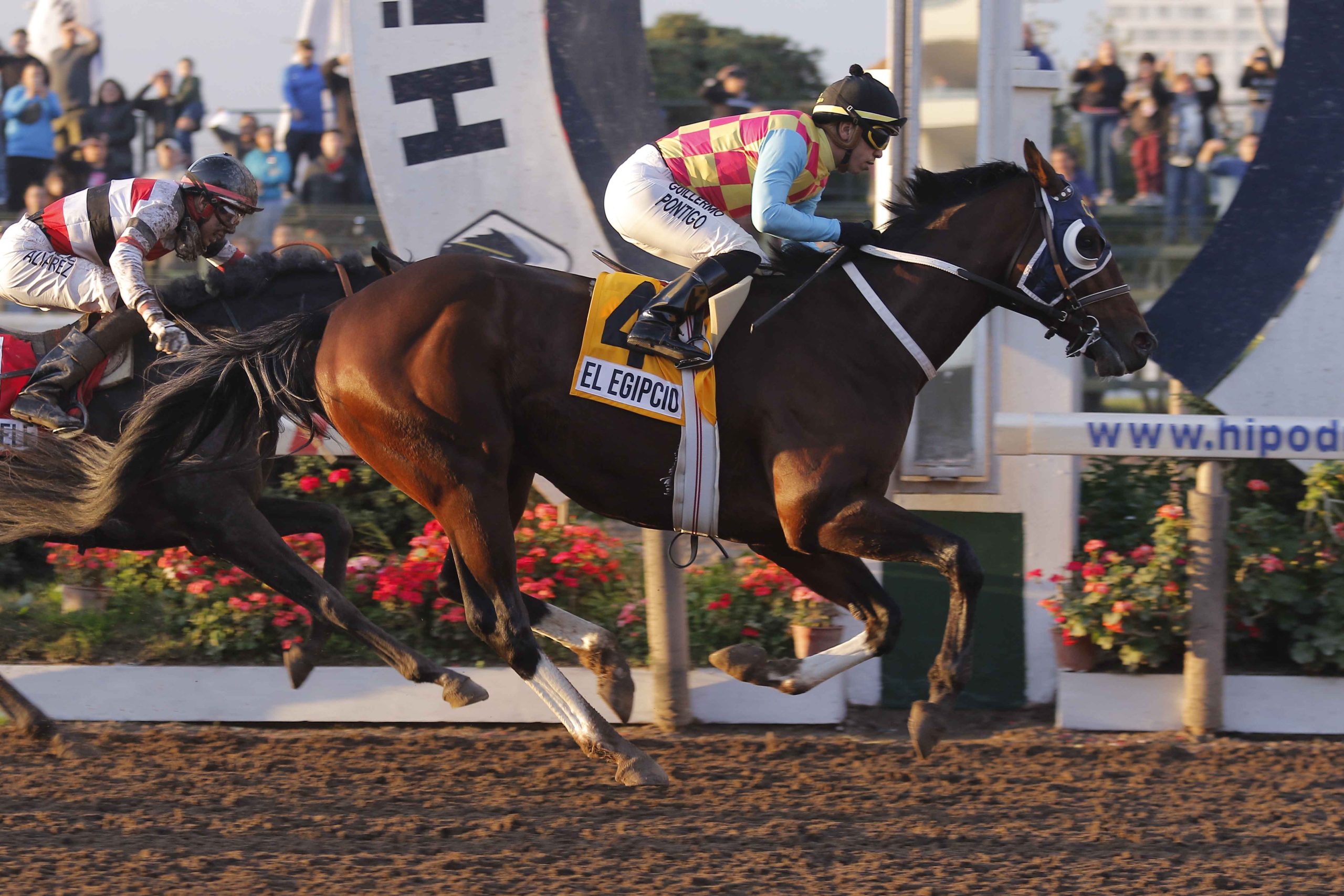 En este momento estás viendo EL EGIPCIO, DE PUNTA A PUNTA GANA EL GRAN PREMIO HIPÓDROMO CHILE