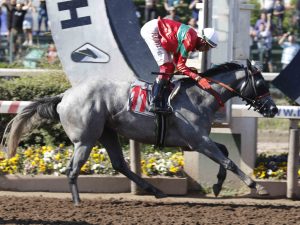 Lee más sobre el artículo SHINING STAR, LA NUEVA ESTRELLA DEL HARAS Y STUD SUMAYA
