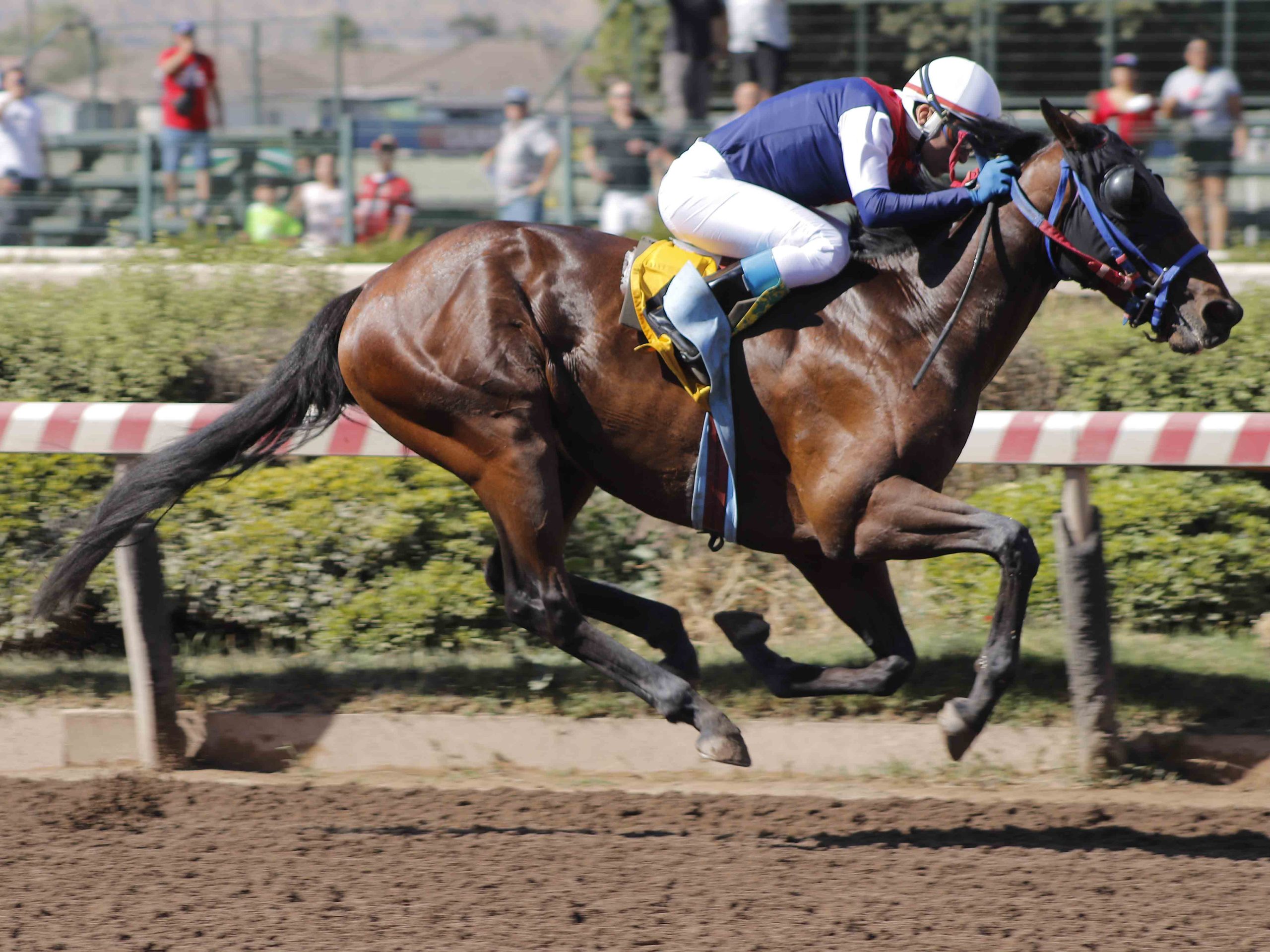En este momento estás viendo NORMAN PRICE DEBUTA CON ÉXITO EN EL HIPÓDROMO CHILE