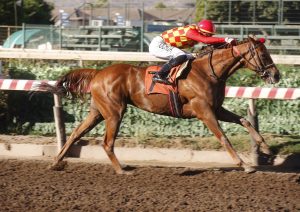 Lee más sobre el artículo Miss Brownie, de nuevo en carrera