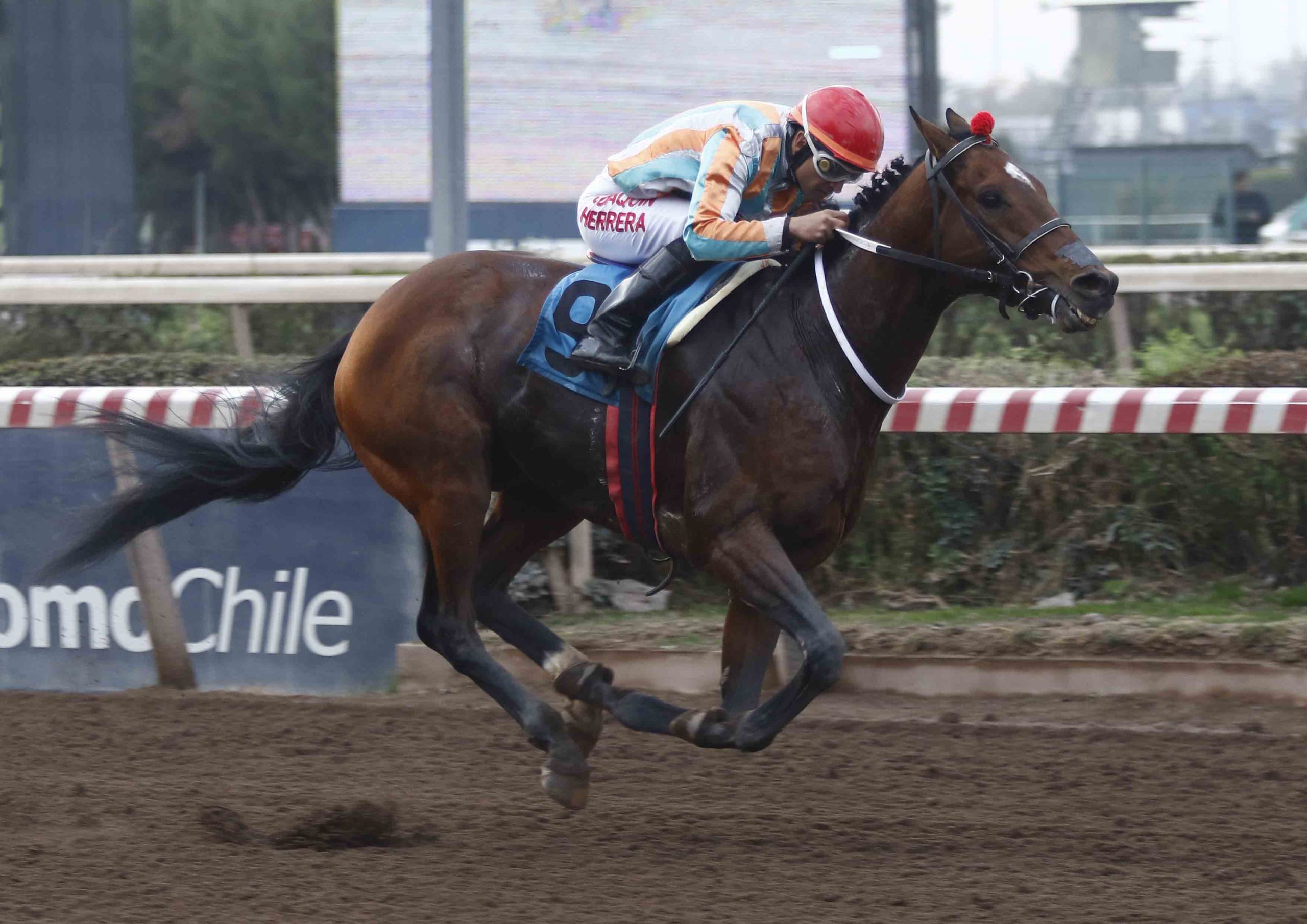 En este momento estás viendo Shark repitió la dosis y dejó claro que es el mejor caballo mayor de La Palma