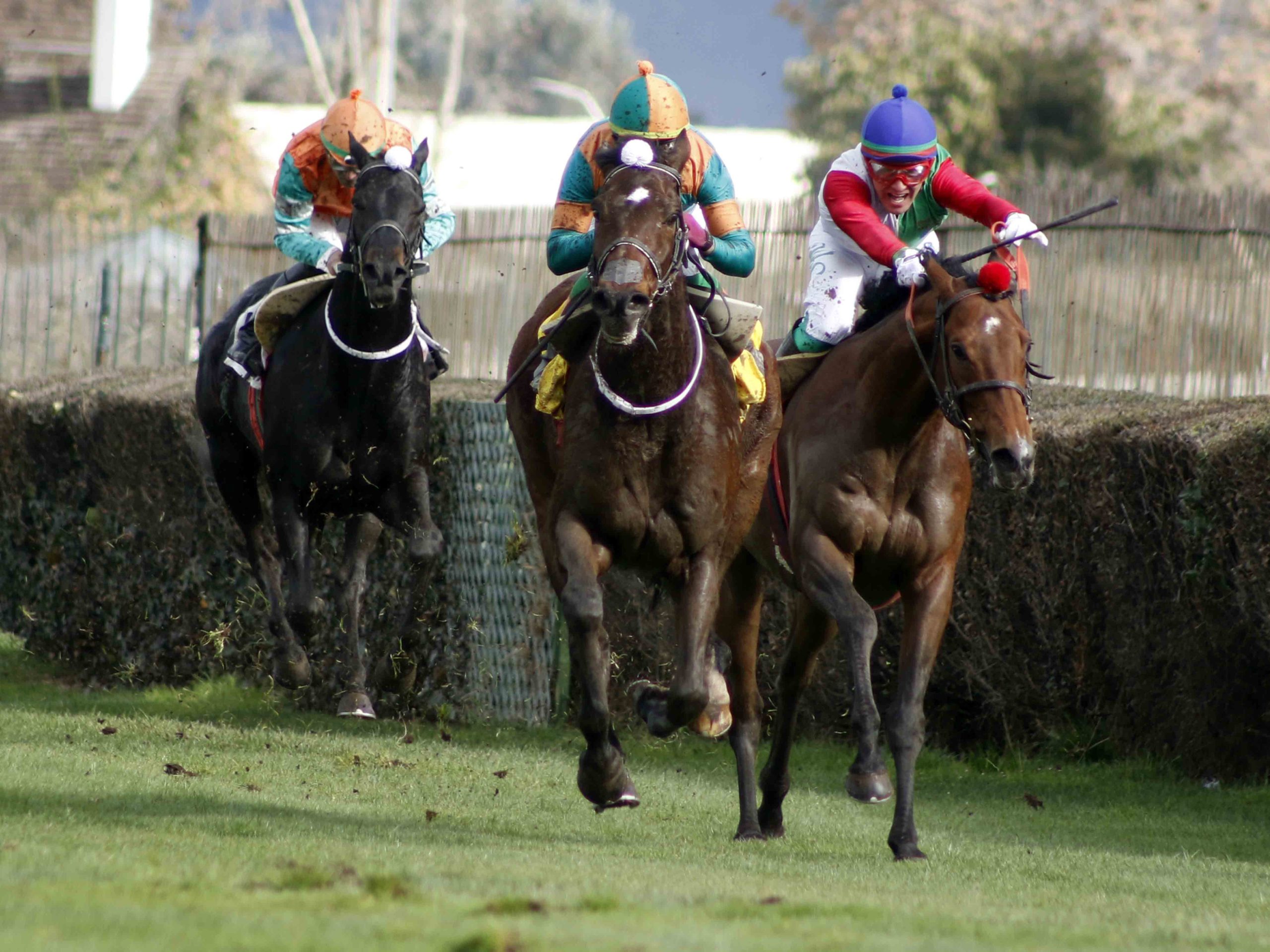 En este momento estás viendo En el Inverno (G3), la tercera fue la vencida para Medjool